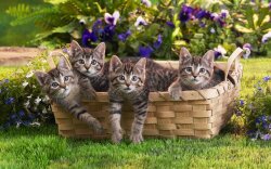 A Basket Of Curious Kittens Wallpaper