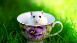 A Cup Of Mouse Wallpaper