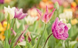 A Field Of Beautiful Flowers Wallpaper