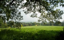 A Field Of Green Grass Wallpaper