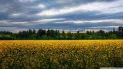 A Field Of Wildflowers In New Zeal Wallpaper