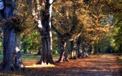 A Line Of Trees In A Park At Fall Wallpaper