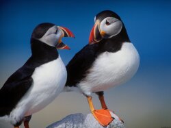 A Pair of Puffins Wallpaper