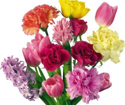 A Rainbow Of Flowers Wallpaper