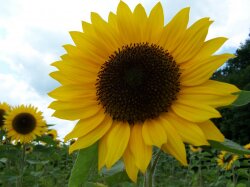 A Sunflower In A Field Wallpaper