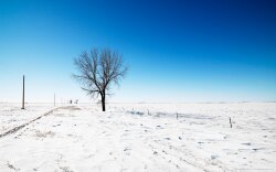 Alone in Snow Wallpaper #3507