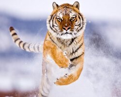 Amur Tiger in Snow Wallpaper #3233