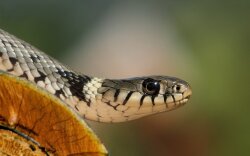 Animal European Grass Snake Wallpaper #323133