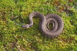 Animal European Grass Snake Wallpaper #391665