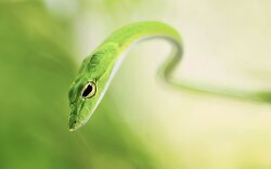 Animal Grass Snake Wallpaper #423445