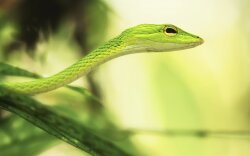 Animal Grass Snake Wallpaper #433270