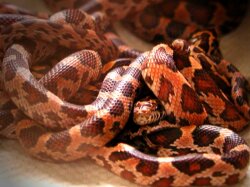 Baby Corn Snakes Wallpaper