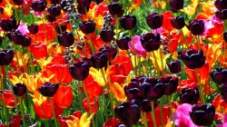 Beautiful Field Of Color Wallpaper
