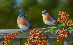 Beautiful Pair Of Colorful Birds Wallpaper