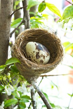 Bird Nest On Branch Of The Tree Wallpaper