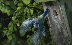 Blue Jay Starting Out Of His Birdhouse Wallpaper