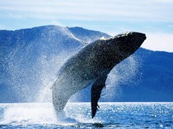 Blue Whale Jumping Out of Water Wallpaper