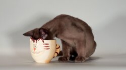 Cat Drinking Out Of A Cup Wallpaper