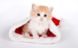 Cat Hat Of Santa Claus Wallpaper