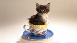 Cat Is Sitting In Cup Of Tea Wallpaper