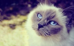 Cat Of Blue Eyes Wallpaper