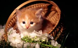 Cat With Basket Of Flowers Wallpaper