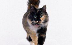 Cool Colouring Of A Cat Wallpaper