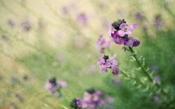 Earth Flower Wallpaper #179661