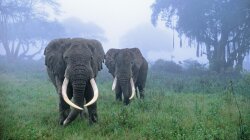 Elephants Wallpaper #34715