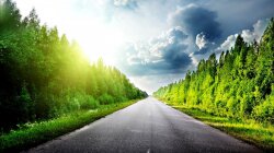 Endless Road In A Grove Of Trees Wallpaper