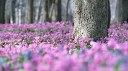 Field Of Flowers In Spring Wallpaper