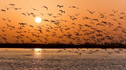 Flock Of Birds Over Lake At Sunset Wallpaper
