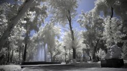 Fountain In A Park Of White Birches Wallpaper