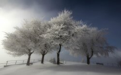 Frozen Snow-Covered Trees In The Field Wallpaper #65813