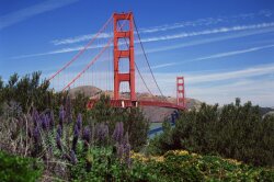 Golden Gate Bridge Lupine San Francisco California Wallpaper