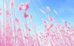 Grass on Beach Wallpaper
