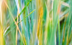 Grass Wallpaper #2400