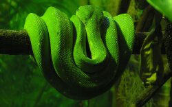 Green Snake Wallpaper