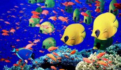 Life Below the Red Sea, Egypt Wallpaper