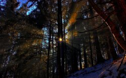 Morning Sun Beams Wallpaper