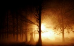 Morning Sun Wallpaper