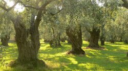 Olive Trees Ancient Italy Wallpaper