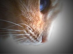Profile Of A Cat Wallpaper
