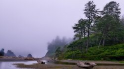 Rain On A Beach Of Redwoods Wallpaper