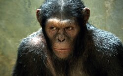 Rise Of The Planet Of The Apes Movie Wallpaper