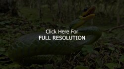 Snake Grass Leaves Anger Poison Wallpaper #128479