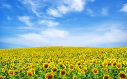 Sunflower Landscape Wide Wallpaper