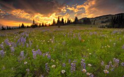 Sunset Over A Field Of Flowers Wallpaper
