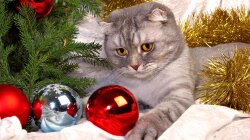 The Cat Of Christmas Wallpaper