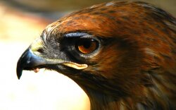 The Eye Of The Hawk Wallpaper